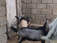 Արու այծ, LaMancha goats — լուսանկար 2