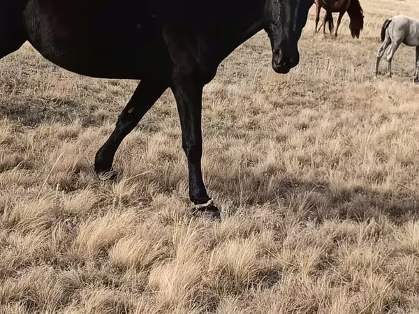 Égua, Cavalos
