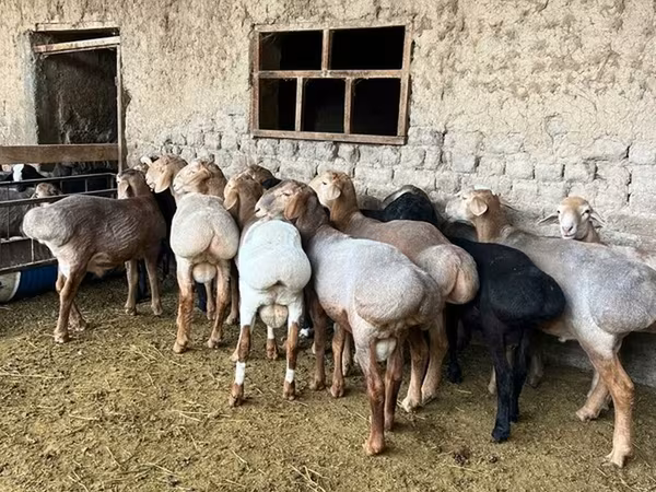 公羊, Rhon sheep