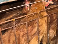 Chickens — Foto 2
