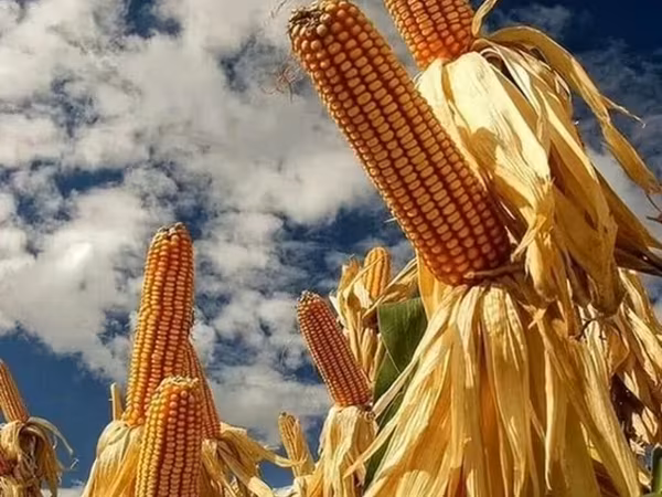 Продаю кукуруза 🌽 турецкий ПОЧАТКАХ. 1кг 12сом адрес КАРА Балта