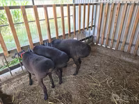 Widder, Hissar sheep — Foto 3