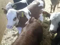 牛只（批次，未指定性别）, Cattle — 照片 2