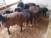 Ram, Jaidara sheep — photo 3