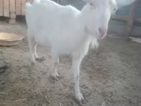 Էգ այծ, Russian White goat — լուսանկար 1
