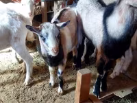母山羊, Goats — 照片 1