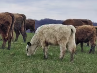 Kuh, Galloway-Rind — Foto 5