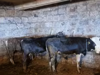 सांड, मवेशी — फ़ोटो 6