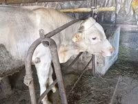 Bulle, Swiss cattle — Foto 3