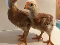 Chickens — Foto 1