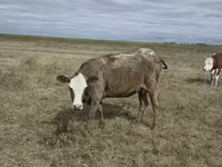 母牛, Kazakh White-headed cow — 照片 1