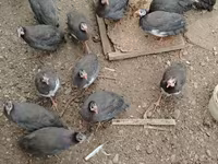पर्ल ग्रे — फ़ोटो 2