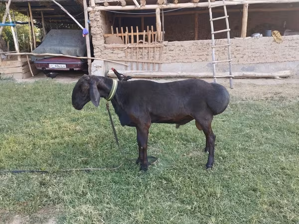 Խոյ, Arashan sheep