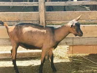 Արու այծ, Alpine goat — լուսանկար 2