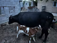 Cow, Latvian Blue cattle — photo 2
