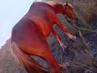 Caballo, Caballos — foto 5