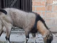 تيس, Nubian Goat — الصورة 3