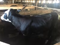 Vaca, Yaroslavl cattle — foto 1