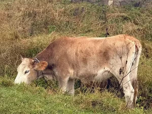 Կով, Simmental cattle