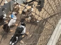Ducks — Foto 2