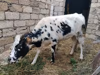 بقرة, Russian Black pied cattle — الصورة 3