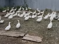 Ducks — Foto 4