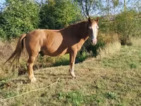 Cavalo, Cavalos — foto 4