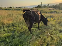 गाय, मवेशी — फ़ोटो 6