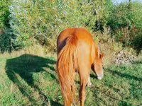Cavalo, Cavalos — foto 3