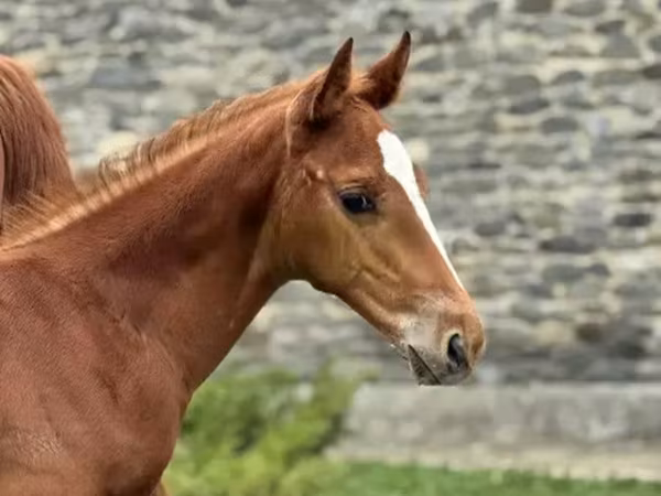 Ձի, Anglo-Arabian
