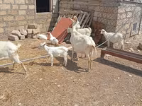 Էգ այծ, Toggenburg goat — լուսանկար 7