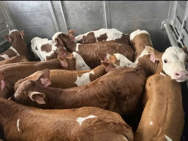 Ցուլ, Simmental cattle