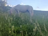 Mare, Horses — photo 7