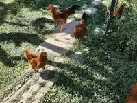 Chickens — الصورة 4