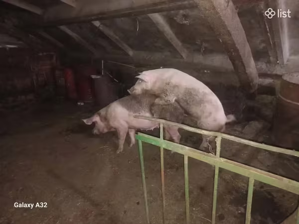 Էգ խոզ, Խոզեր