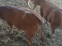 सांड, Simmental cattle — फ़ोटो 4