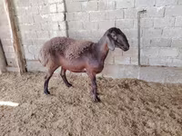 Ոչխարներ (խումբ, սեռը նշված չէ), Blackheaded Persian sheep — լուսանկար 4