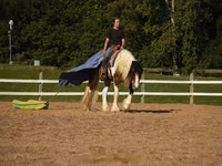 公马, Pinto horses — 照片 5