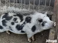 Қабан, Вьетнамская вислобрюхая — 1-сурет
