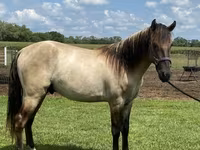Horse (M), Rocky Mountain Horse — photo 5