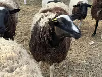 Carneiro, Dorper sheep — foto 2