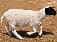 Խոյ, Dorper sheep — լուսանկար 5