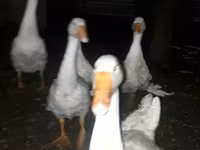 Geese — Foto 1