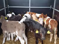 Bulle, Simmental cattle — Foto 1