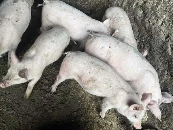 Säue, Schweine