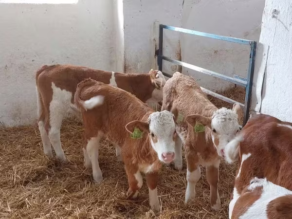 सांड, Simmental cattle