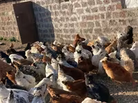 Chickens — լուսանկար 3