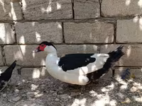 магпей — сүрөт 6