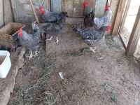 Chickens — الصورة 7