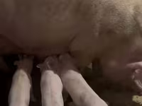 خنزير ذكر, Ландрас — الصورة 3